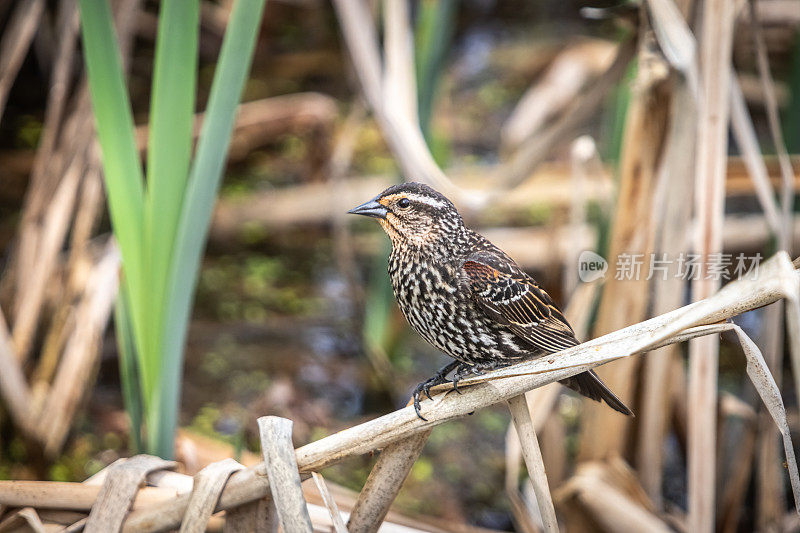 雌性红翼黑鸟，(Agelaius phoeniceus)， Sargento Alirrojo，雌性红翼黑鸟。